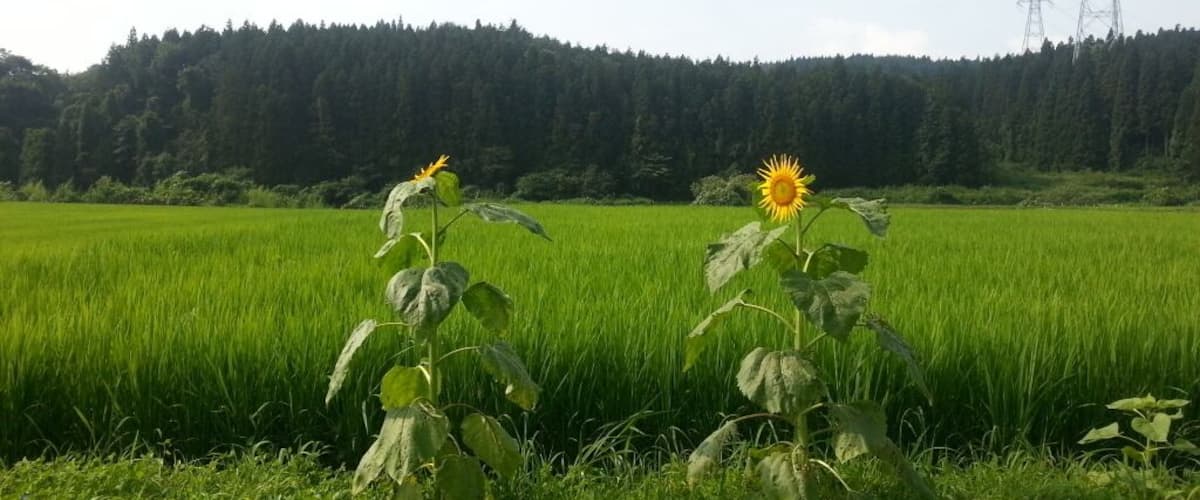 A field with two sunflowers and power lines in the background.