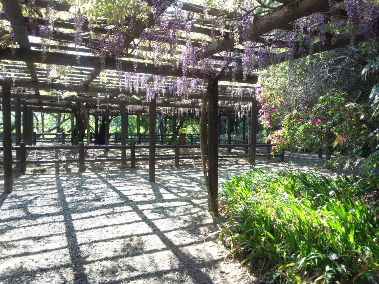 The Japanese wisteria of Moritsu viｌｌage since　1647. 607-14choume Moritsu Yatomi city Aichi Pref.Japan