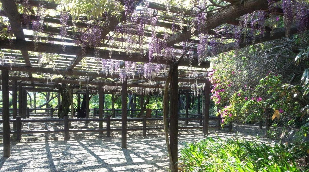 The Japanese wisteria of Moritsu viïœïœage sinceă1647. 607-14choume Moritsu Yatomi city Aichi Pref.Japan
