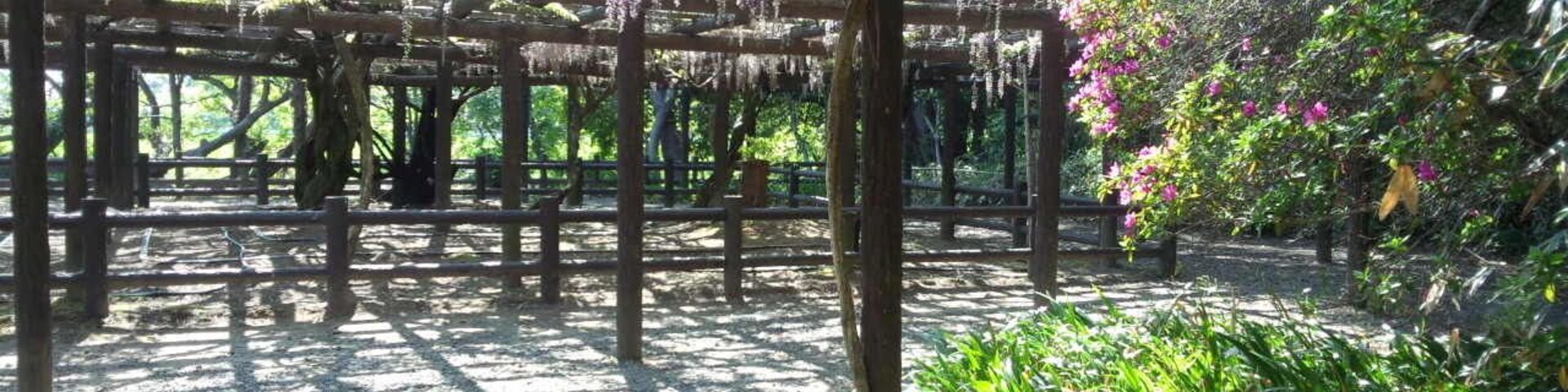 Uma pérgola coberta por videiras de glicínias roxas, rodeada por vegetação e um caminho de cascalho.