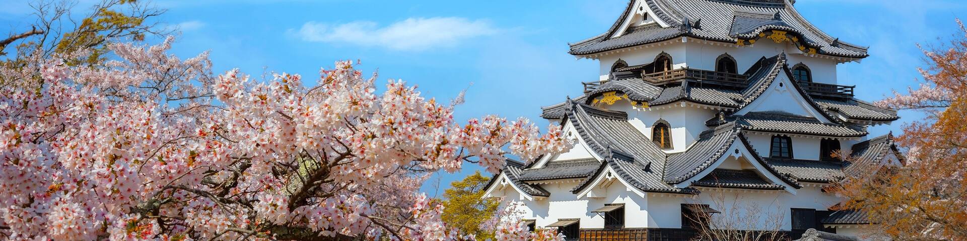 A traditional Japanese castle with multiple tiers and a tiled roof, surrounded by cherry blossom trees.