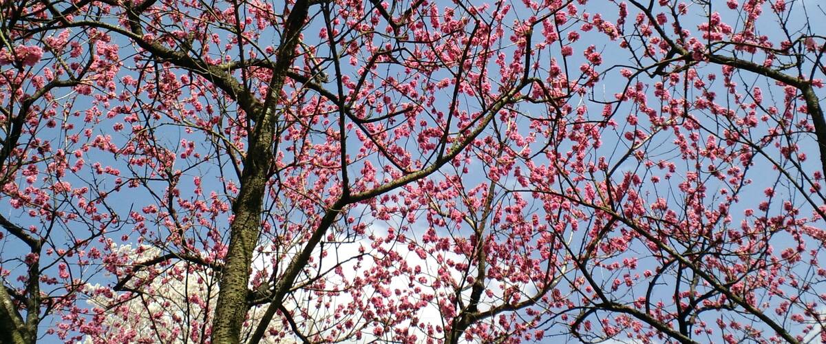 A tree with pink blossoms against a clear sky.