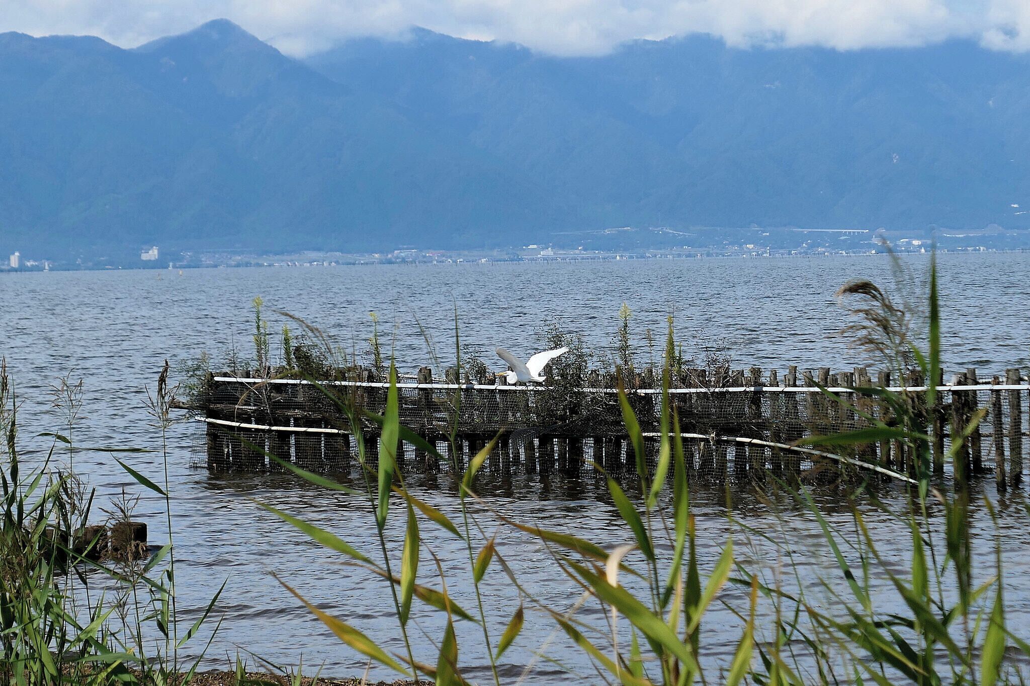 500px provided description: Great egret (????) at Biwako in Sawara, Yasu City (via Flickr ift.tt/2y3RZRi) [#birds ,#wildlife ,#?? ,#??? ,#Flickr ,#??? ,#???? ,#shigaprefecture ,#egretsandherons ,#???]