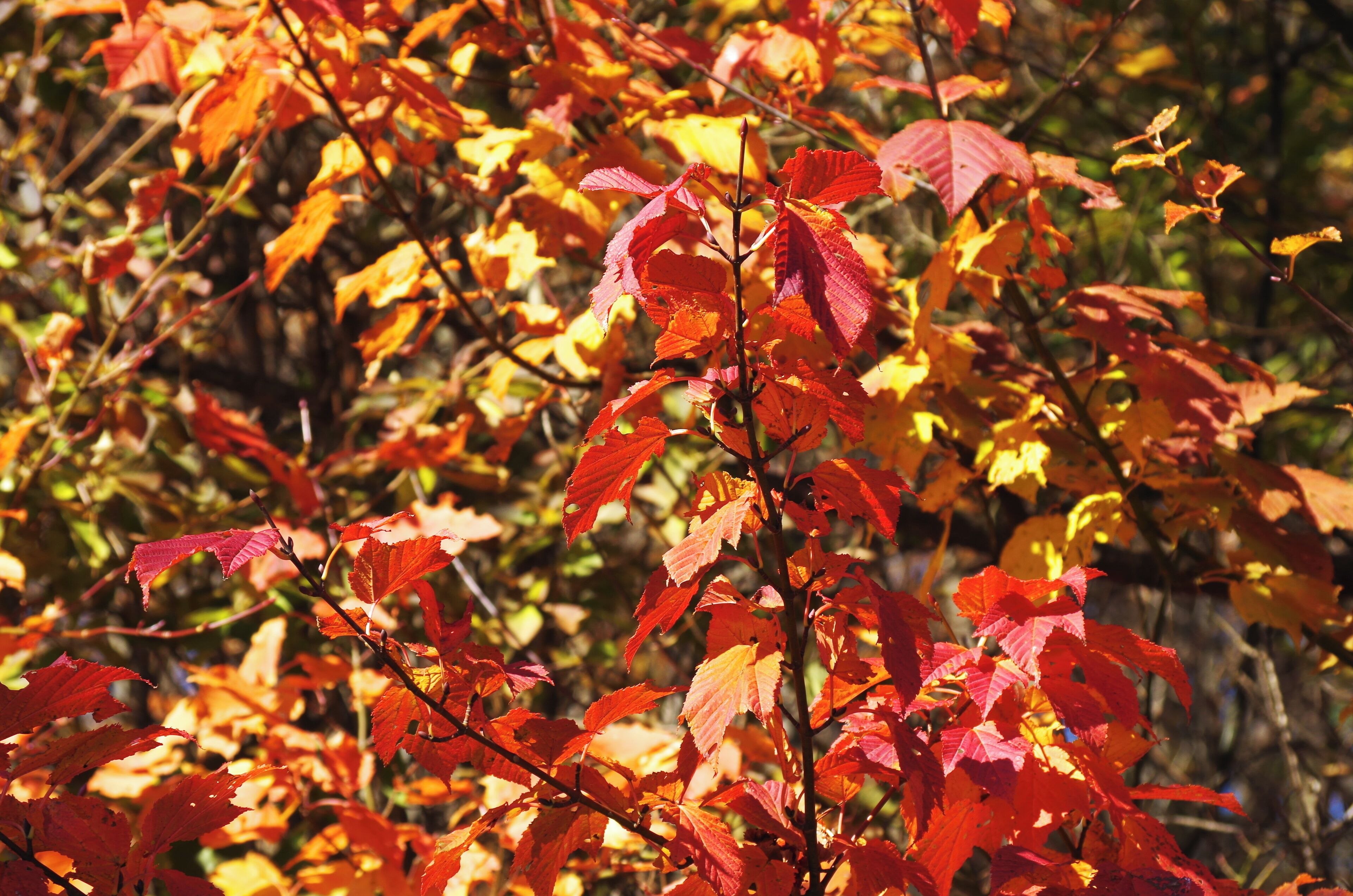 ウリハダカエデ?の紅葉 和泉葛城山にて Redvein maple leaves at Izumi-Katsuragisan 2013.11.23