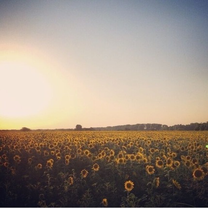 Sunset & sunflowers 🌻 
#goldenhour