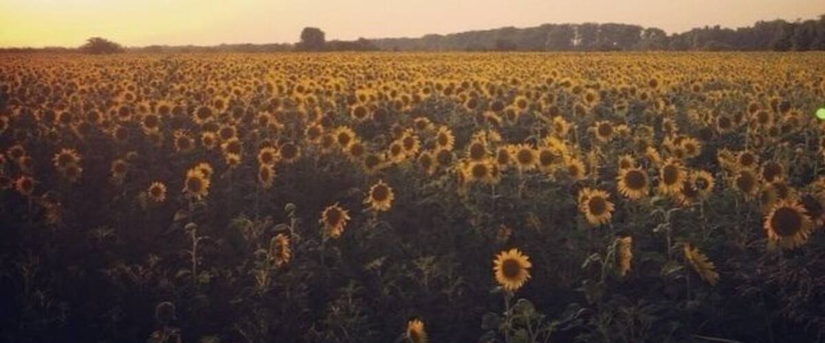 A sunflower field at sunset.