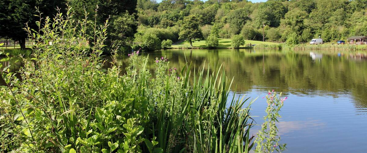 A serene lake surrounded by lush greenery and trees.