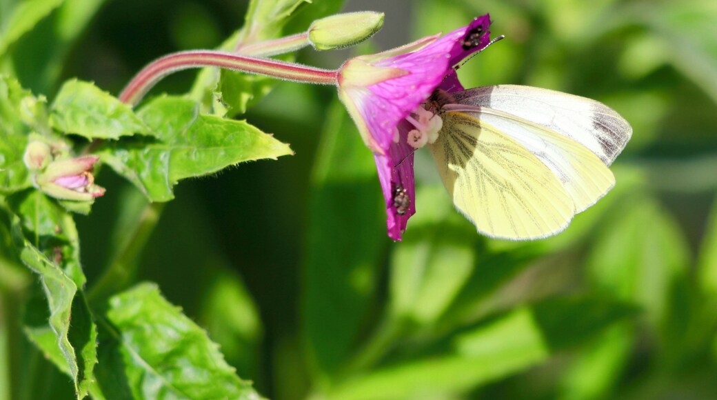 #nature #flowers #butterfly #green #yellow #purple