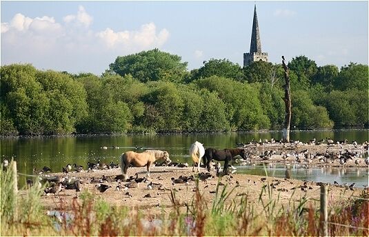 Crowded islands Horses, geese, lapwings & gulls at the nature reserve, with Attenborough church in the background