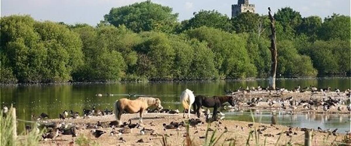Crowded islands Horses, geese, lapwings & gulls at the nature reserve, with Attenborough church in the background