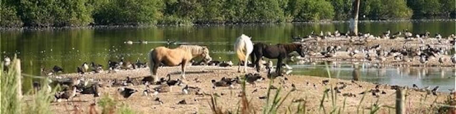 Crowded islands Horses, geese, lapwings & gulls at the nature reserve, with Attenborough church in the background