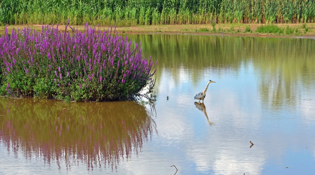 A heron keeping watch at Attenborough nature Reserve, Notts.