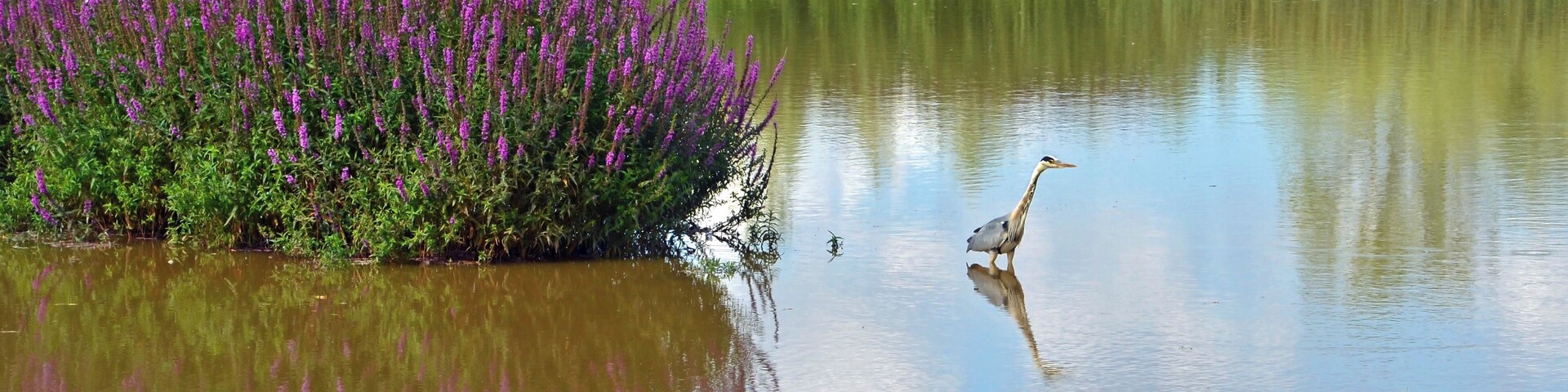 A heron keeping watch at Attenborough nature Reserve, Notts.
