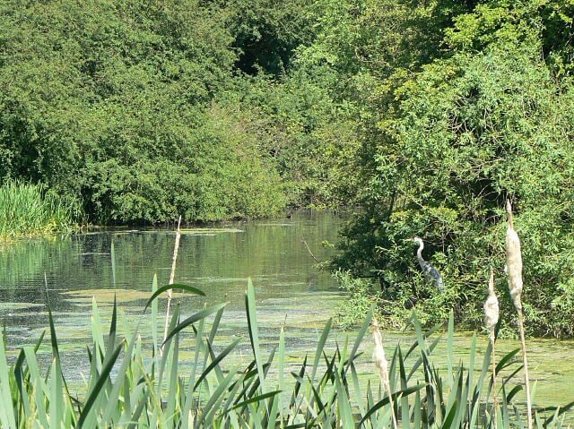 Backwater in The Delta area There is little water movement in this area, hence the weed growth. Note the patient heron on the right bank.