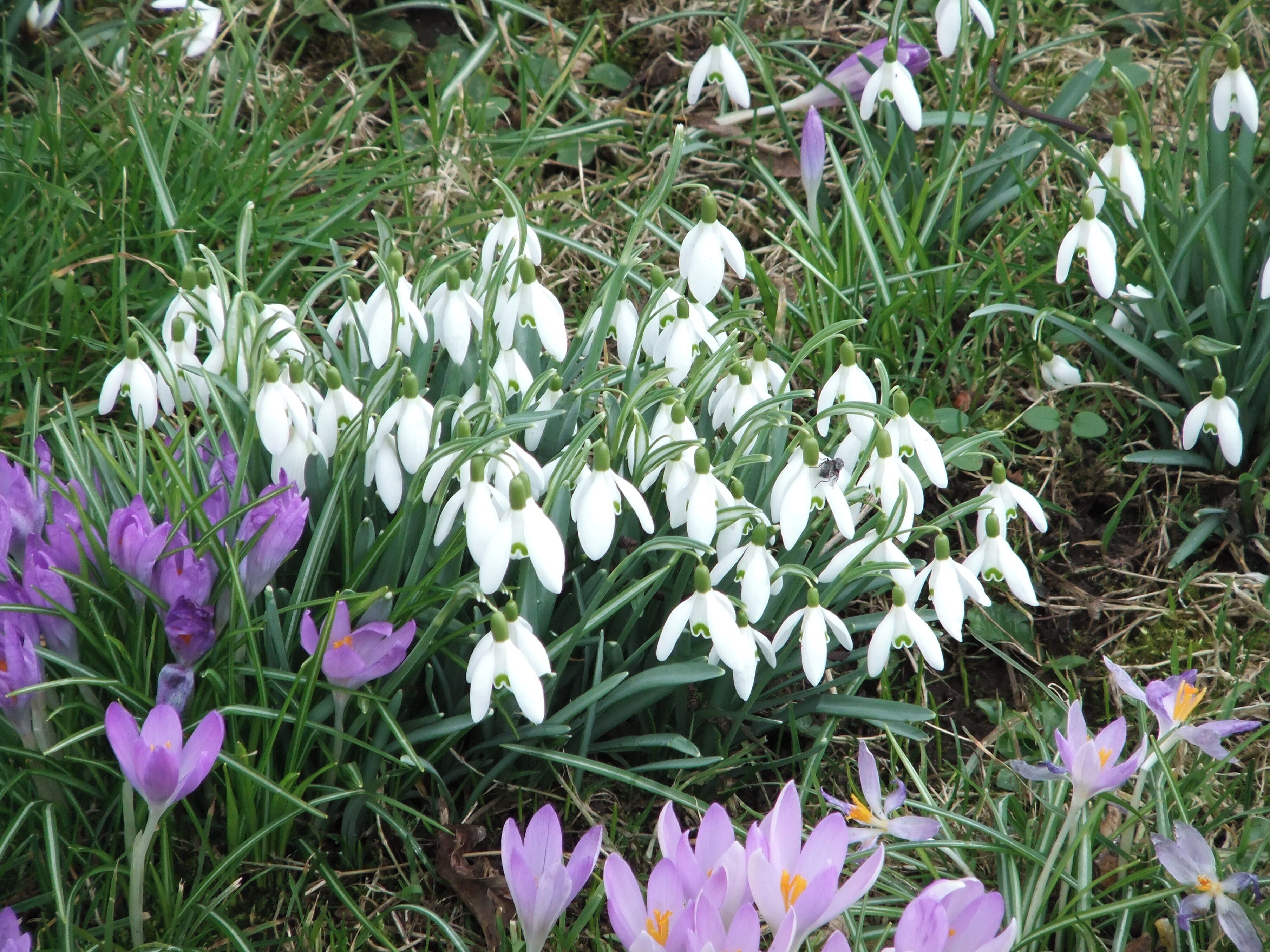 Snowdrop and Crocus