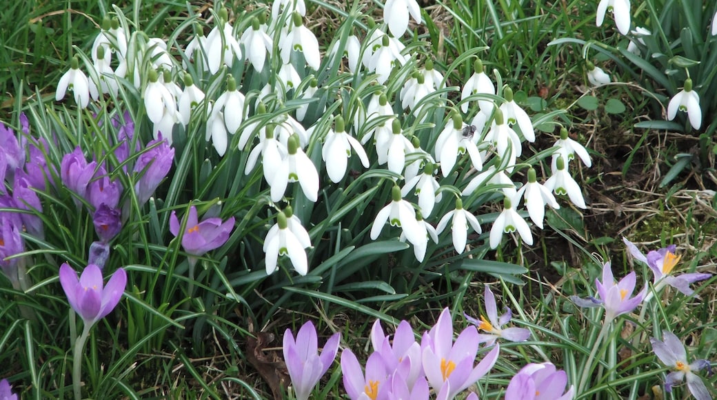 Snowdrop and Crocus