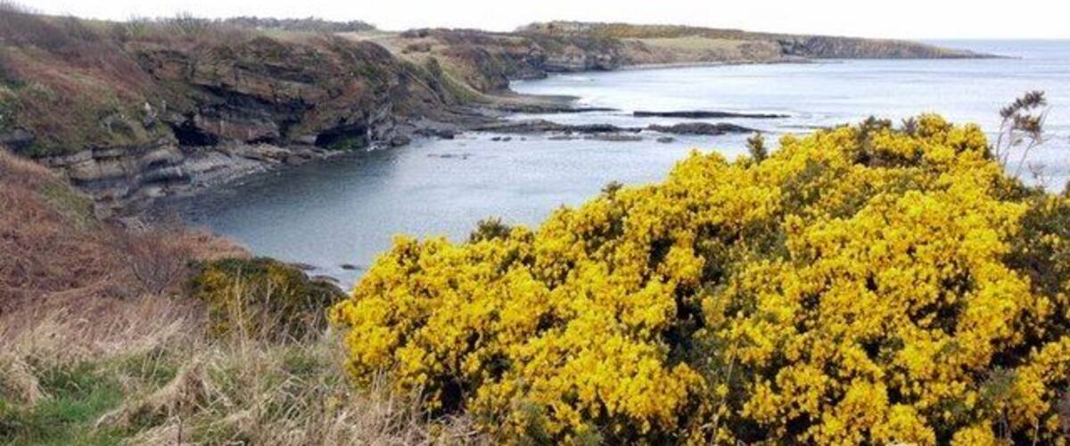 Coastal scenery, Howick View north to Cullernose Point