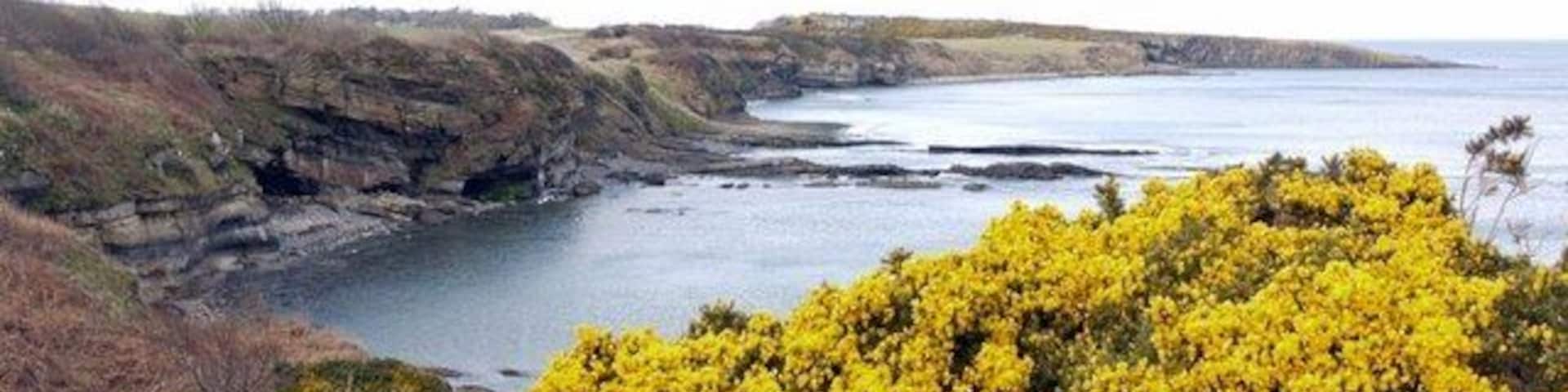 Coastal scenery, Howick View north to Cullernose Point