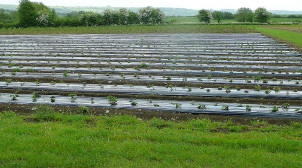 Strawberry fields. Looks to be recently planted at St. Aldam's Ash Farm.