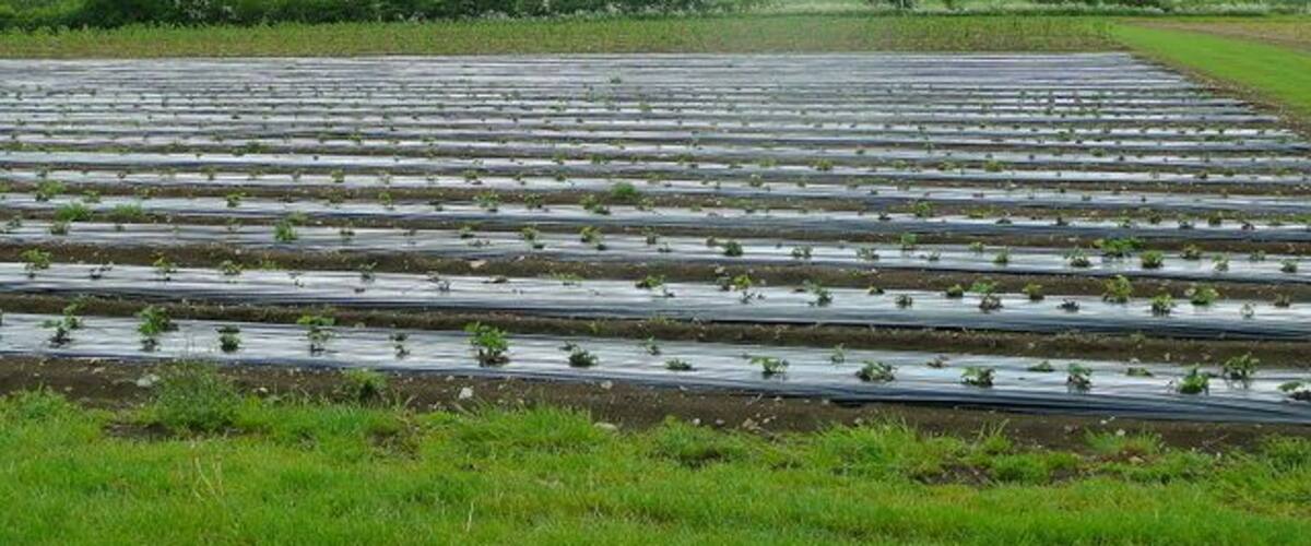 Strawberry fields. Looks to be recently planted at St. Aldam's Ash Farm.