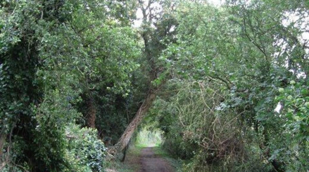 View along Back Lane.