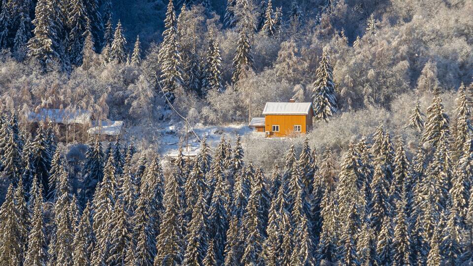 A wooden cabin surrounded by snow-covered trees in a forested area.