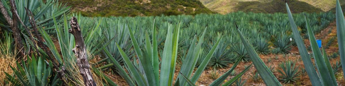 panoramic of Landscape Oaxaca Mexico Agave plantation for mezcal alcoholic drink production Mexican popular beverage drink