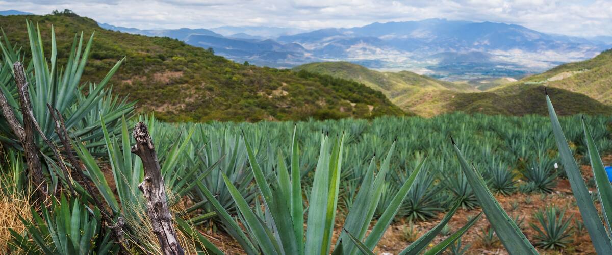 panoramic of Landscape Oaxaca Mexico Agave plantation for mezcal alcoholic drink production Mexican popular beverage drink