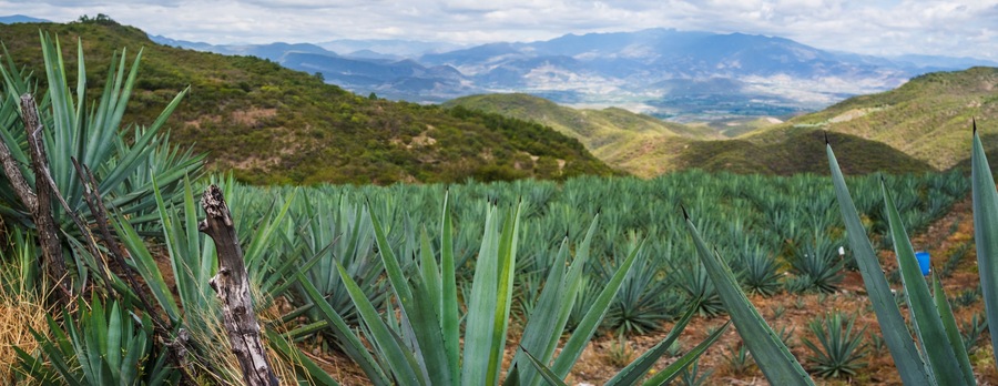panoramic of Landscape Oaxaca Mexico Agave plantation for mezcal alcoholic drink production Mexican popular beverage drink