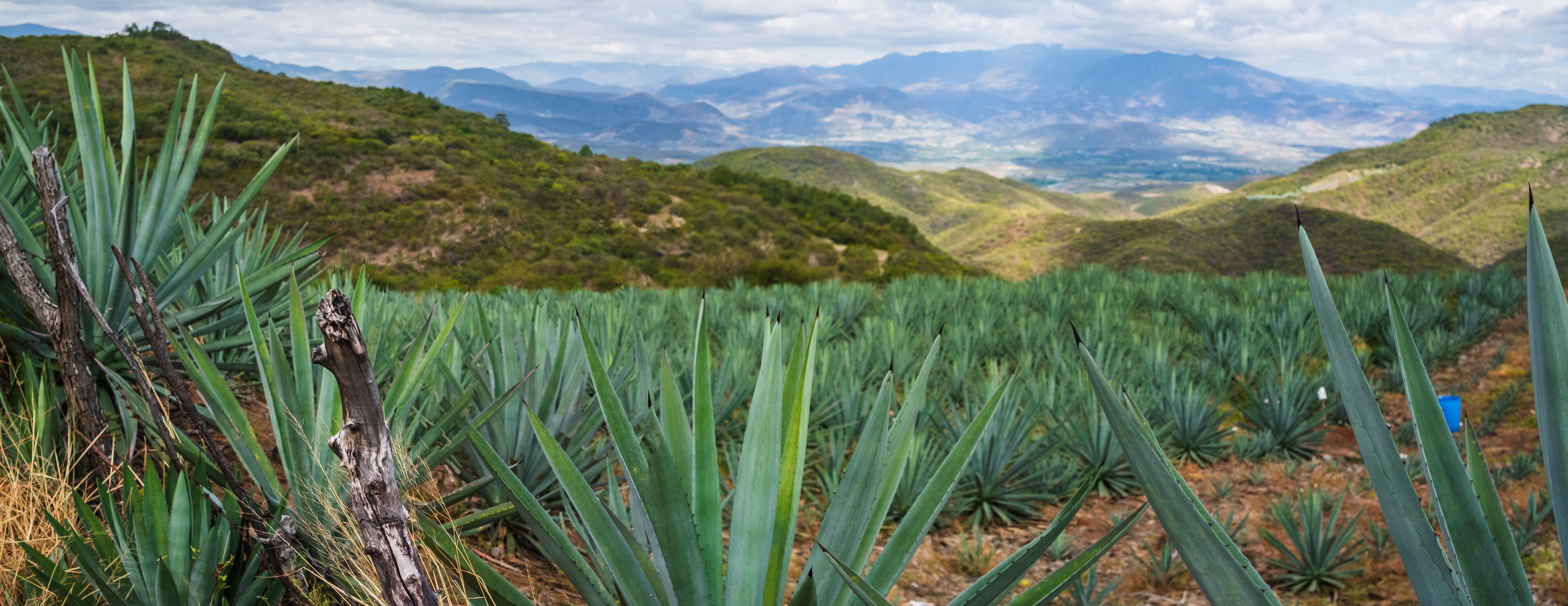 A field of agave plants with a mountainous landscape in the background.