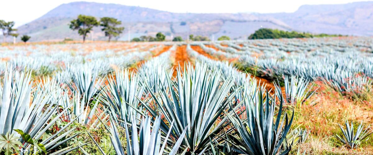 A field of agave plants with a mountain range in the background.