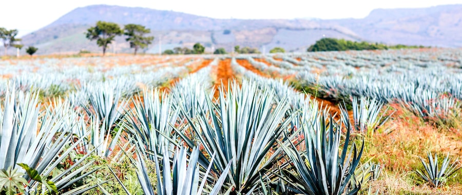 A field of agave plants with a mountain range in the background.