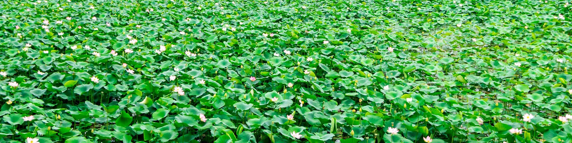 A lotus pond with green leaves and pink flowers.