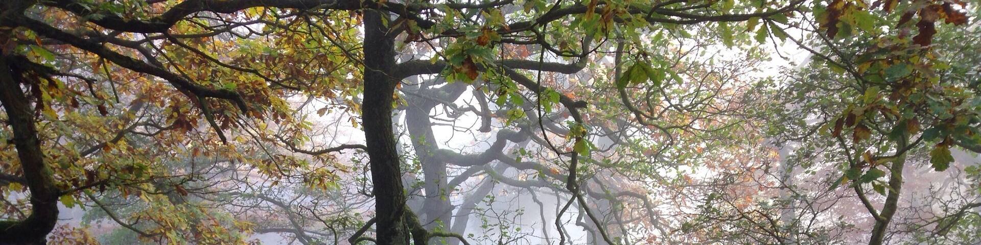 Absolutely gorgeous day in the Peak District. Brontë country. It feels like stepping back in time, I could have stayed there watching the mist hover over the river and between the trees all day.
