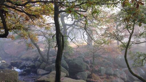 Absolutely gorgeous day in the Peak District. Brontë country. It feels like stepping back in time, I could have stayed there watching the mist hover over the river and between the trees all day.