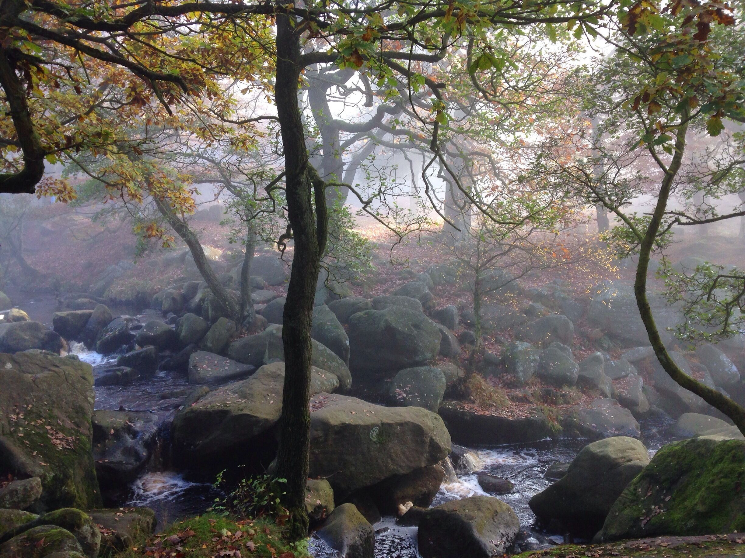 A misty forest with a stream flowing over rocks.
