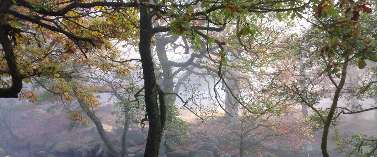 A misty forest with a stream flowing over rocks.