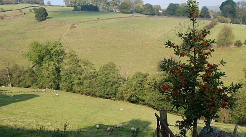 Above Mag Clough A line of trees mark the route of the stream at the bottom of this steep sided valley. A small holly tree loaded with berries stands at the side of the stile.