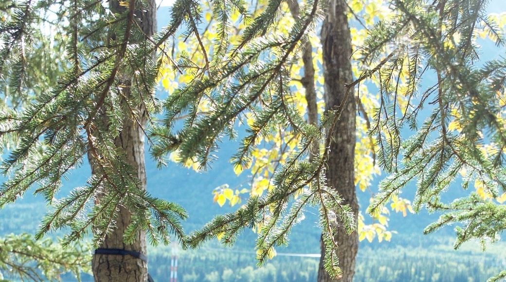 Hammock at Kenai Lake #EndlessSummer
Trover Tip: Get off the road to find cool hanging spot