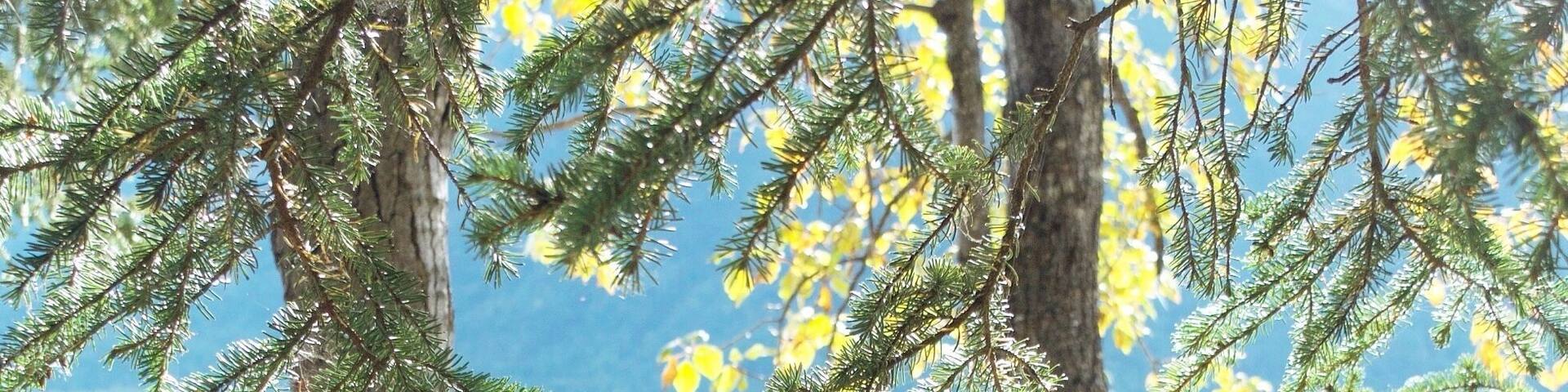 Hammock at Kenai Lake #EndlessSummer
Trover Tip: Get off the road to find cool hanging spot
