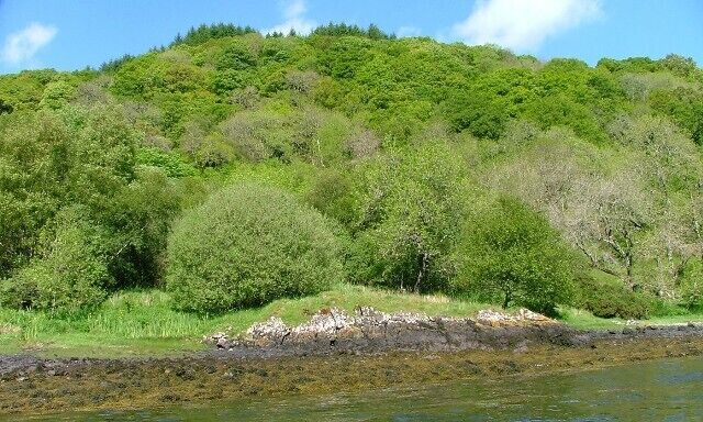 Woodland, Carn Breagach On the northern shore of Loch Feochan. The trees nearest the loch are a popular roosting site for herons.