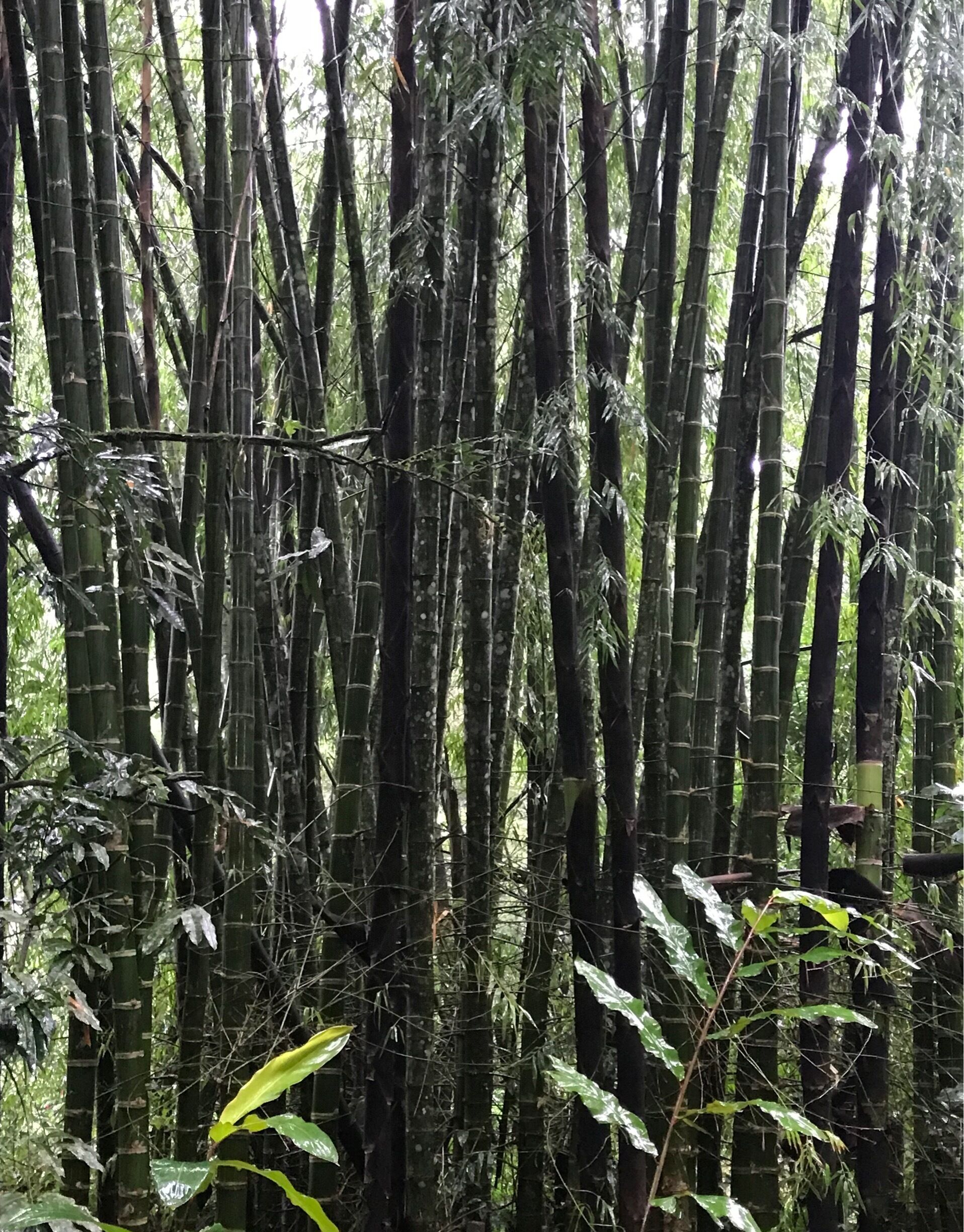 Prehistoric bamboo. 

On the way up the canyon. Rainy day and tough climb. This is the last photo I was able to take before my camera stopped working. Beautiful, unforgiving country. Fantastic experience and canyon climb.