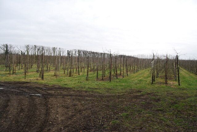 Orchard north of the Greensand Way