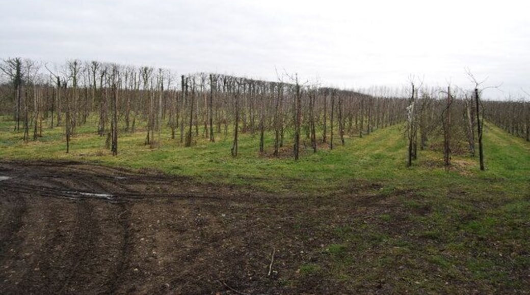 Orchard north of the Greensand Way