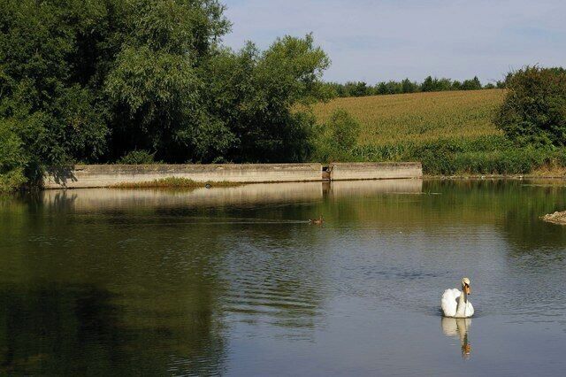 A swan swimming in a calm river with trees and fields in the background.