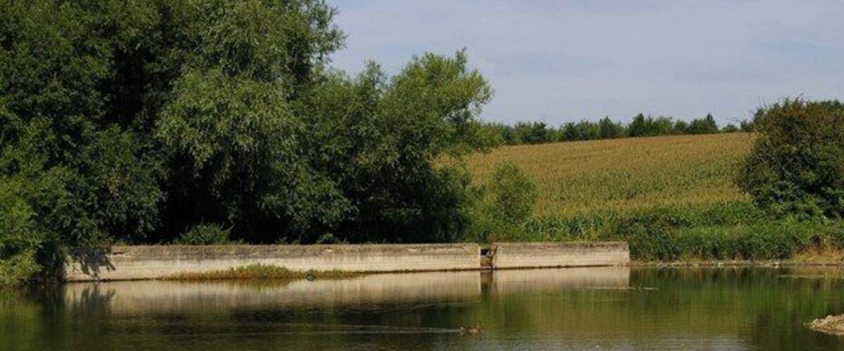A swan swimming in a calm river with trees and fields in the background.