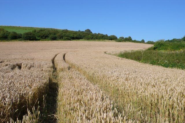 Wheatfields near Upwey Looking north from the Friar Waddon road towards the ridgeway