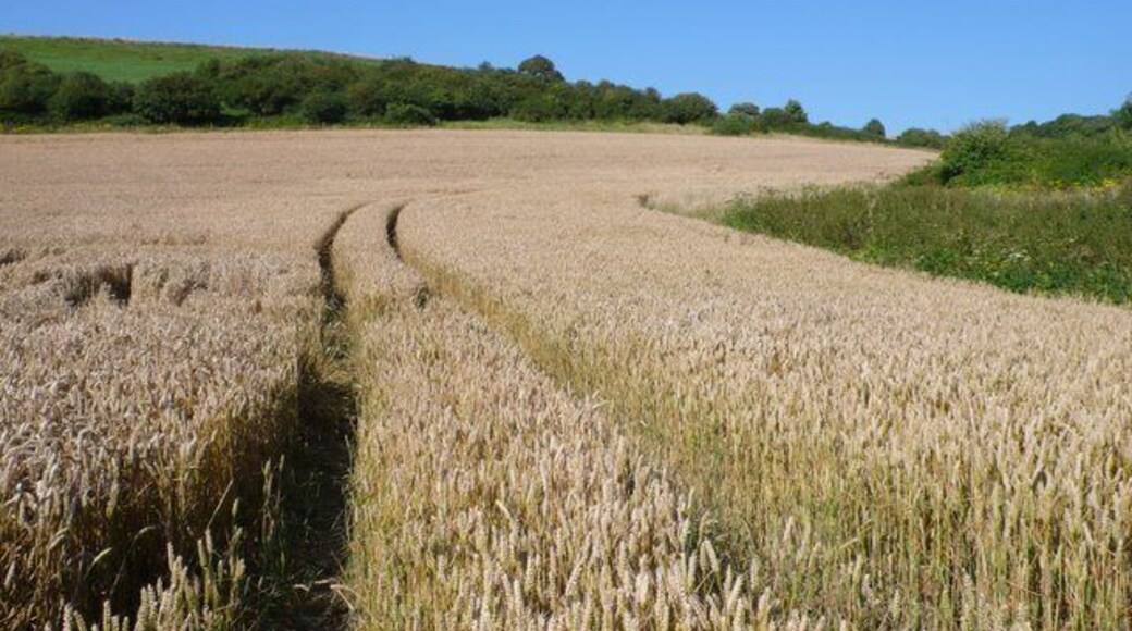 Wheatfields near Upwey Looking north from the Friar Waddon road towards the ridgeway