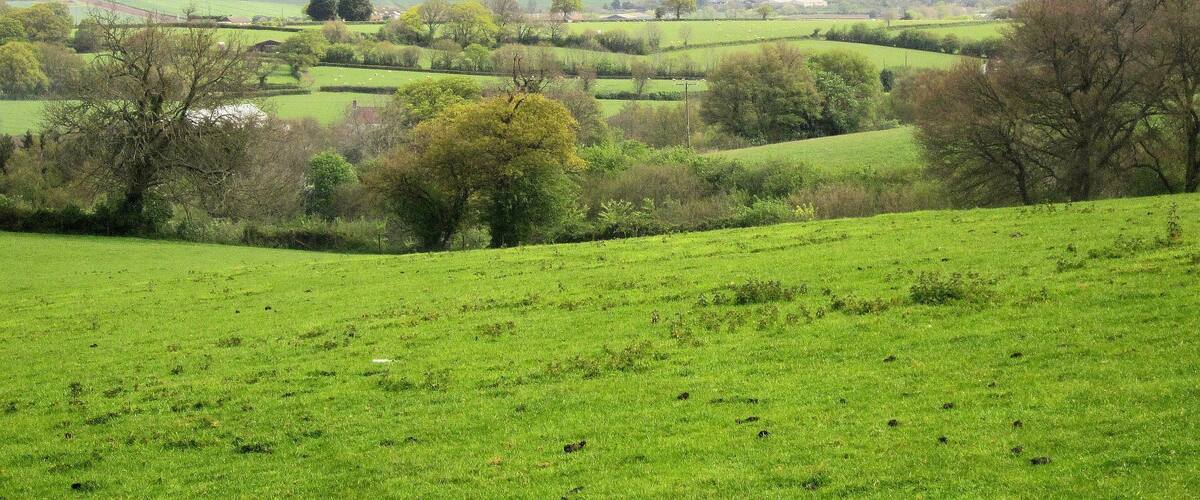 A lush green field with rolling hills, scattered trees, and distant fields.