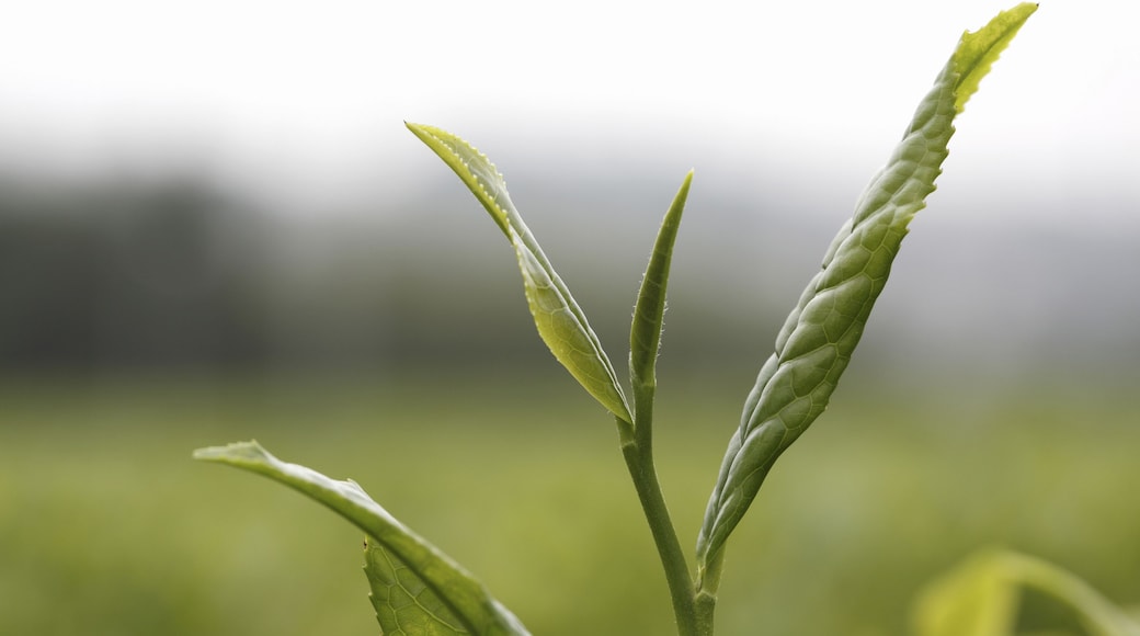 An Image of Tea Plantation; Shutterstock ID 199780364